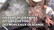 Un banc de piranhas affamés dévore des morceaux de viande