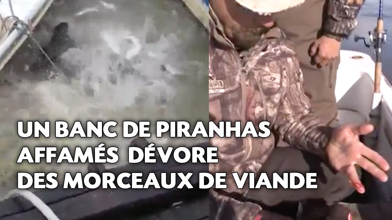 Un banc de piranhas affamés dévore des morceaux de viande