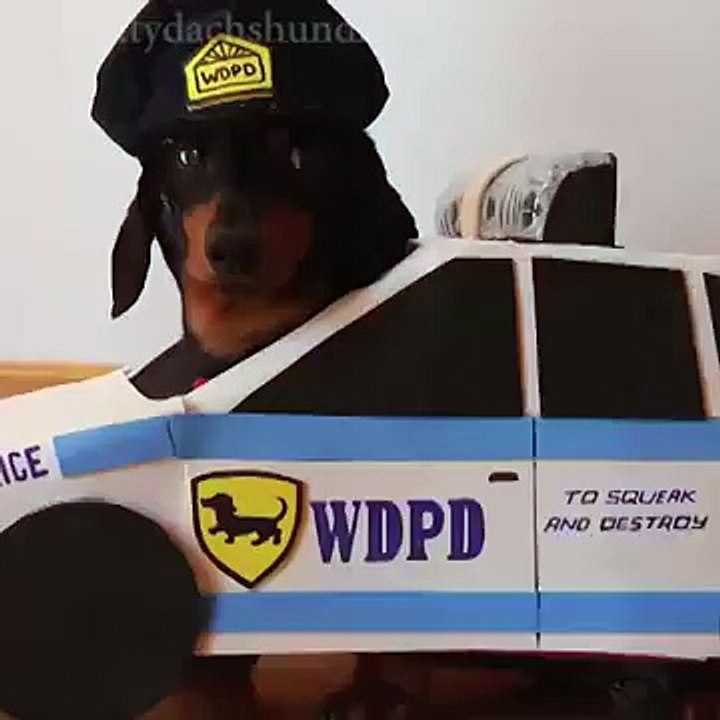 funny dog...don't play with system