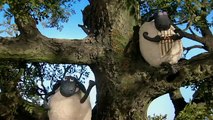 Shaun the Sheep Season 01 Episode 40 - Save the Tree - Watch Shaun the Sheep Season 01 Episode 40 - Save the Tree online in high quality