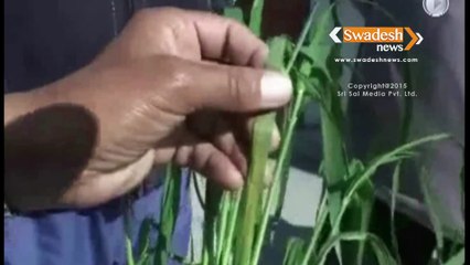 Farmers worried over unseasonal rains in parts of Punjab