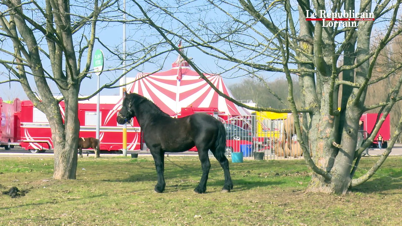 A Woippy, les animaux du cirque font déjà leurs numéros
