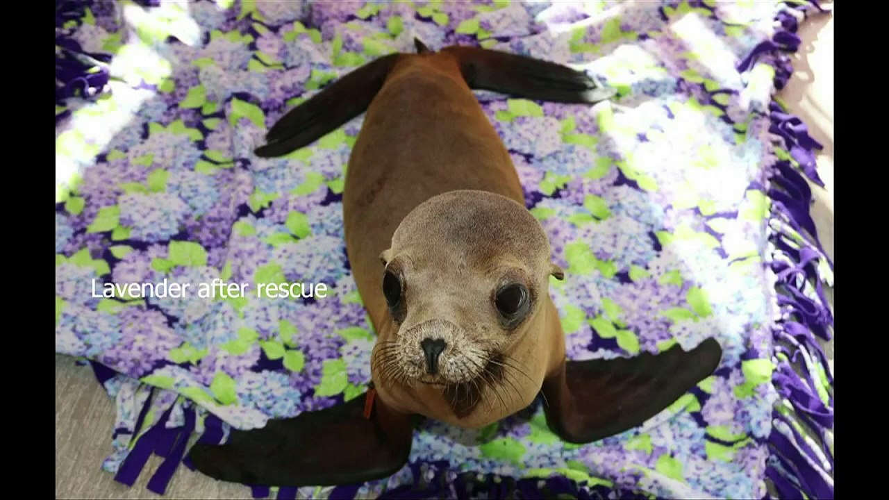 Près de 2.000 lions de mer affamés échoués en Californie