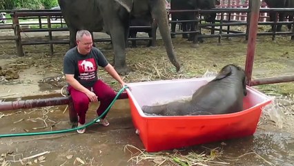 Pequeño elefante disfruta de su baño