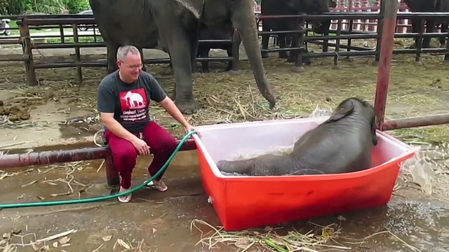 Pequeño elefante disfruta de su baño