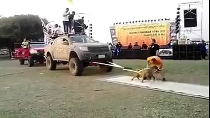 اقوى كلب فى العالم يجر سيارتين فورد رينجر وبيك اب وعليهما حمولة