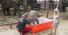 Clumsy Baby Elephant Taking A Bath