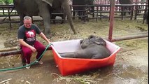 Elefante Bebé Trapalhão A Tomar Banho