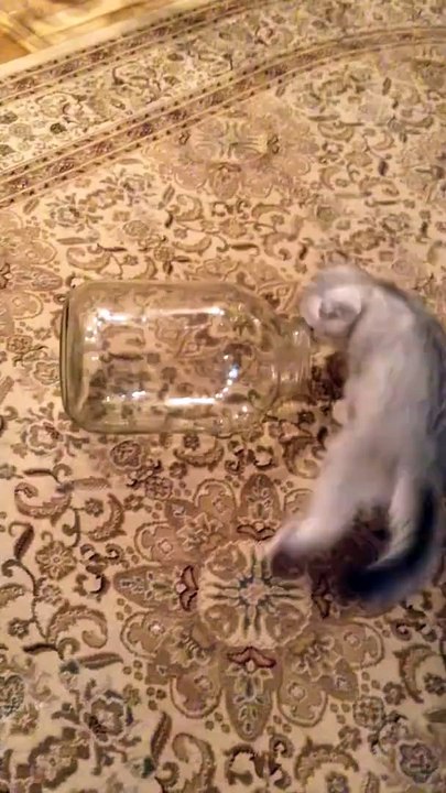 Şişeye fit olan yavru kedi