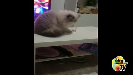 Un gato 'sinvergüenza' desafía a su dueña