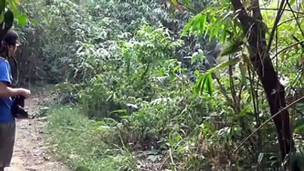 Öfke Kontrolü Yapan Asabi Fil....