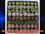 256 Beautiful Succulent Wedding Favors and Gifts plants