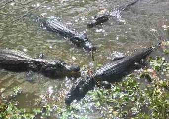 Fishing With Alligators in Brazil