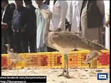 Dunya News - UAE gifts rare animals to Pakistan