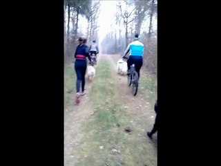 CANI MOVE 44 MARS - LITTLE HOOK