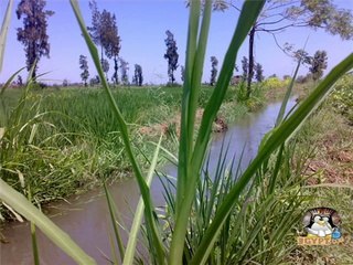 ع الزراعيه - فاطمه عيد