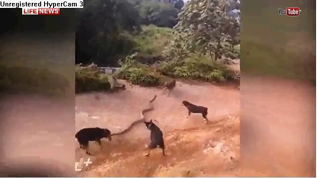 Дикую Схватку гигантской кобры со стаей собак сняли на видео в Таиланде / Scramble géant sauvage cobra avec une meute de chiens ont été filmées en Thaïlande / Scramble wild giant cobra with a pack of dogs were shot in Thailand