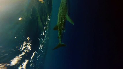 下载视频: Kayakers' Close Encounter With Colossal Whale Shark