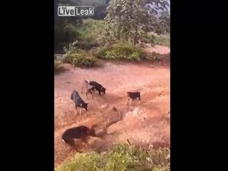 Un groupe de chiens attaque un énorme serpent