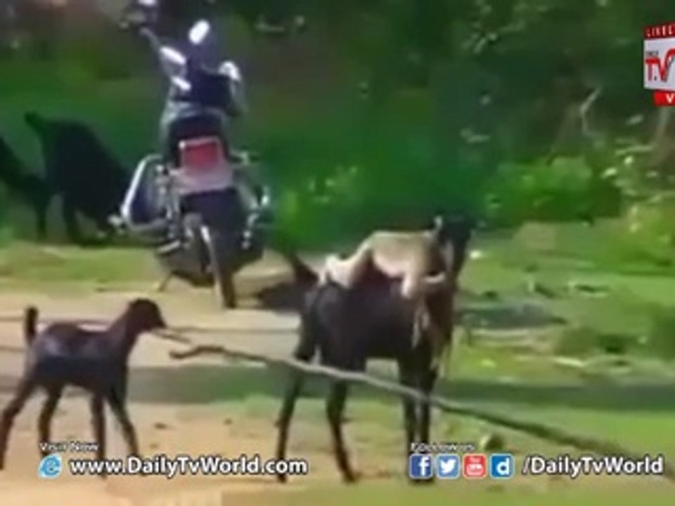Monkey Rides on Goat Must Watch