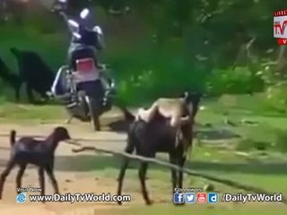 Monkey Rides on Goat Must Watch