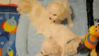 Bichon Frise Purebred Female Puppy~~LIVE WEBCAM~~