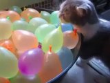 Cat Popping Water Balloons Funny Video - Funny Videos Of Cats