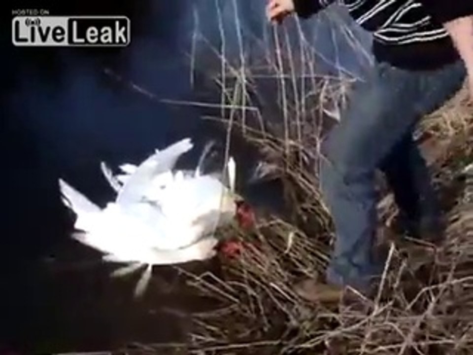 Helping to the swans!!