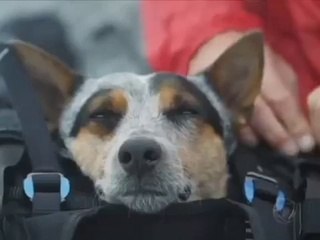 Köpeğiyle birlikte uçan paraşütçü