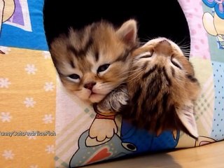 Kittens Fall Asleep