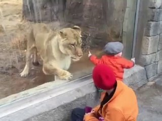 Baby Wants To Play With A Lion At The Zoo. The Lion’s Reaction?