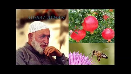 Yarbay Efendi - İbrahim Havas Hz.leri ve bir Veli