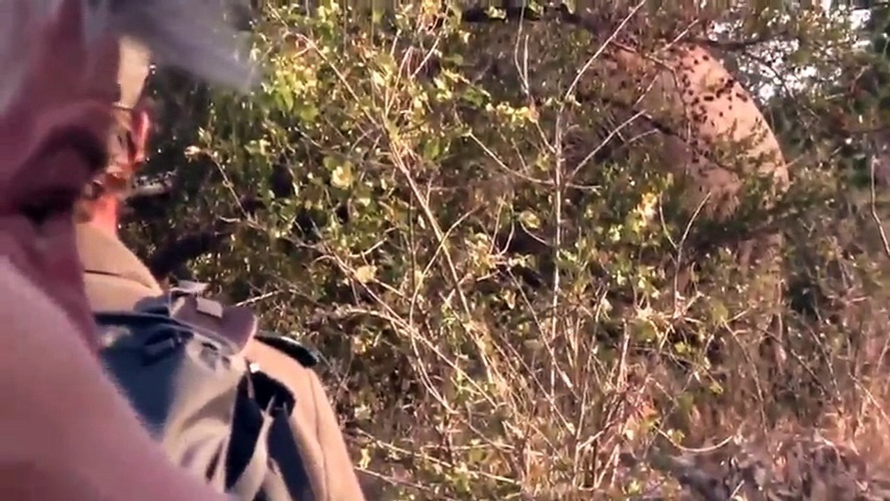 Elefante selvagem enfrenta turistas durante safari