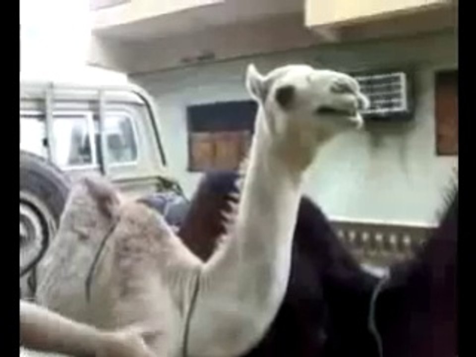 How Does Camel Laugh ? Funny !