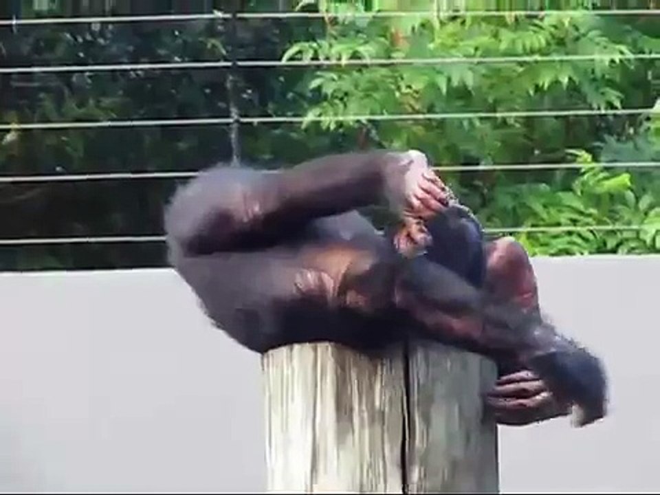 Funny Chimp falls off pole