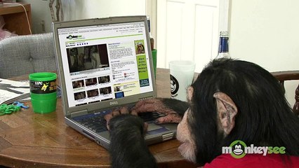 Funny Chimp Learns to Sexy Dance!