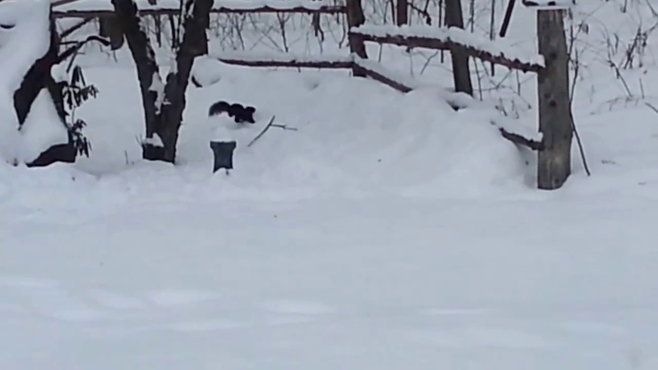 Un écureuil ivre dans la neige