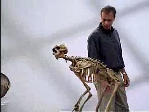 Quiropraxia: Sua coluna agradece...