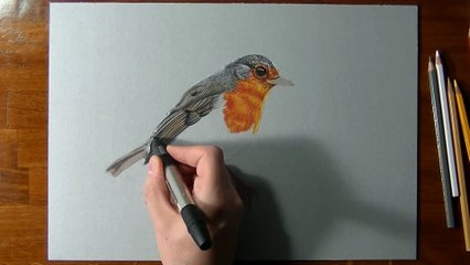 Drawing Time Lapse_ robin bird