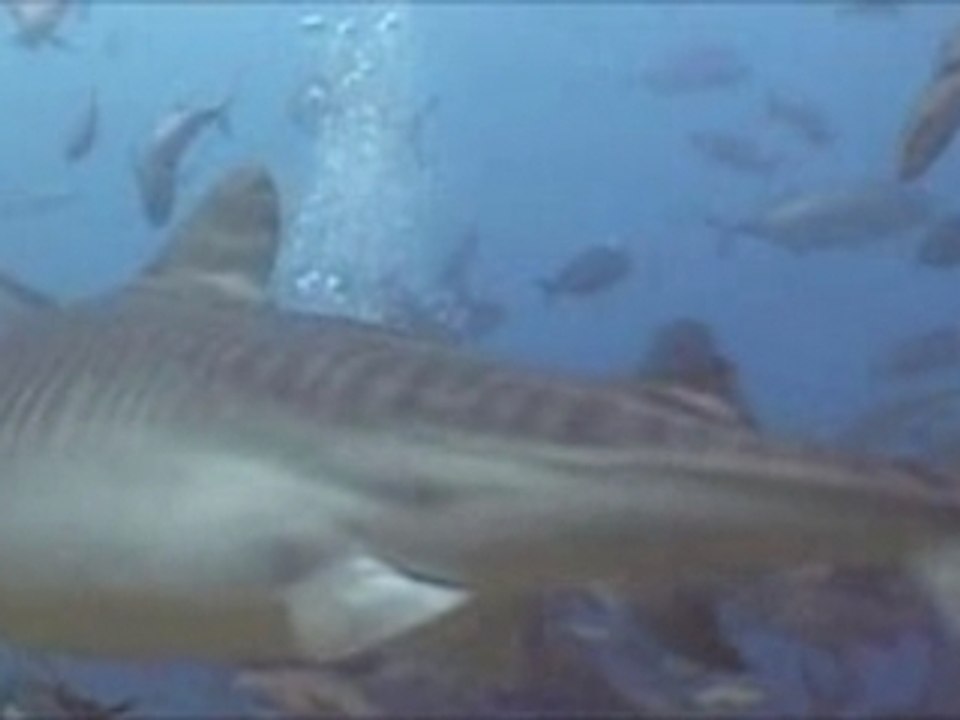 Big Fish