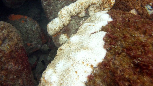 Grandes Descobertas, Ilha do Tesouro, Moal Gigante da Ilha da Páscoa, Praia Secreta, Peixes Venenosos, Navegação no Arquipélago da Almada, 25 milhas submarinas, Marcelo Ambrogi, Ubatuba, SP, Brasil, (10)