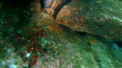 Grandes Descobertas, Ilha do Tesouro, Moal Gigante da Ilha da Páscoa, Praia Secreta, Peixes Venenosos, Navegação no Arquipélago da Almada, 25 milhas submarinas, Marcelo Ambrogi, Ubatuba, SP, Brasil, (18)
