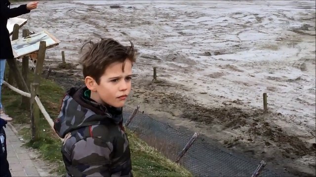 Escaped Cheetahs Face Off Against Rhinos at Dutch Safari Park