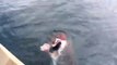 Un pécheur se fait voler sa prise par un requin blanc!