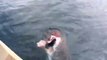 Great White Shark Steals Fish off Fishermans Line