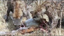 Amazing Animal ☆ Leopard vs Hyenas fighting for the prey - Who win?