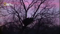American Bald Eagle - Flying, Hunting (Nature Wildlife Documentary)