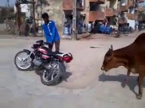 Ha Ha Ha - Bike Stunt fails - Pride of Cows appeared