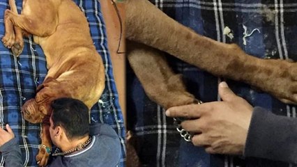 Salman Khan Mourns The Death Of His Dog