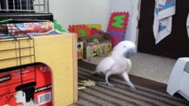 Funny Parrot goes crazy!!! INSANE